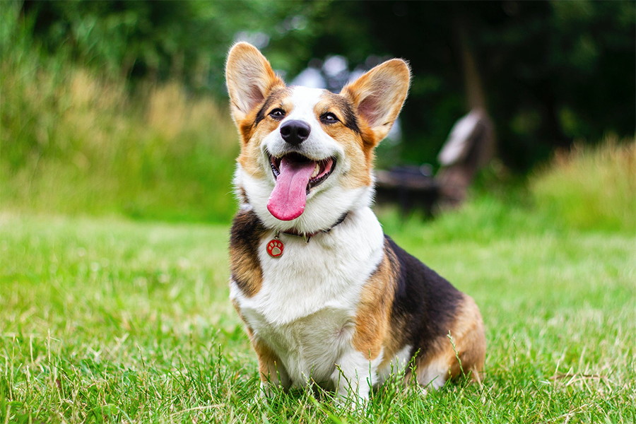 hunde